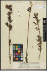 Foto von Salix purpurea L.